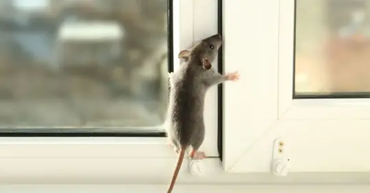 rat in home